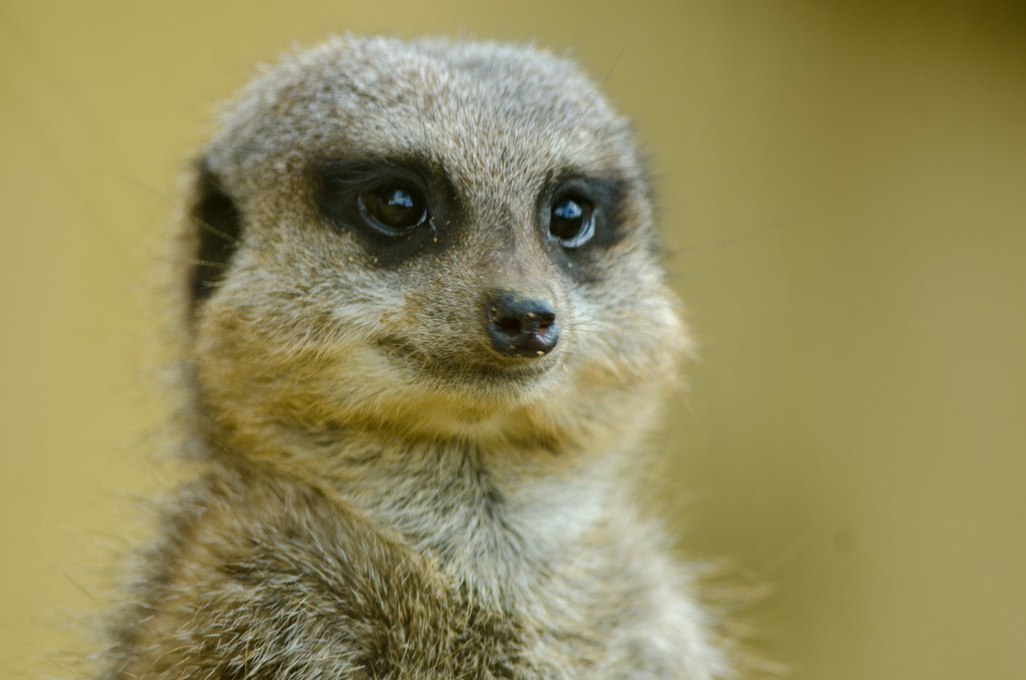 Meerkat