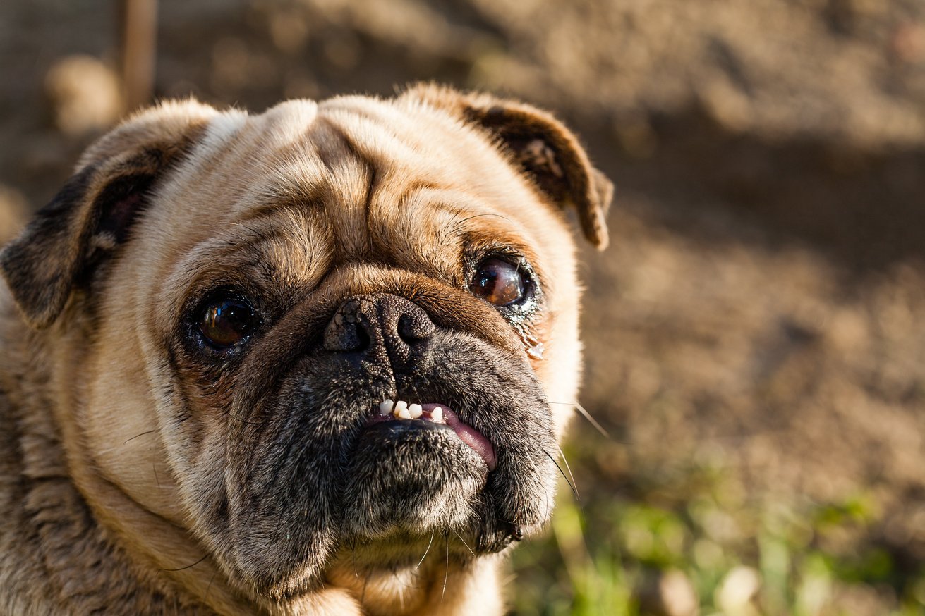 Brown dog of the breed mobs